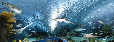 Dubai Aquarium image 